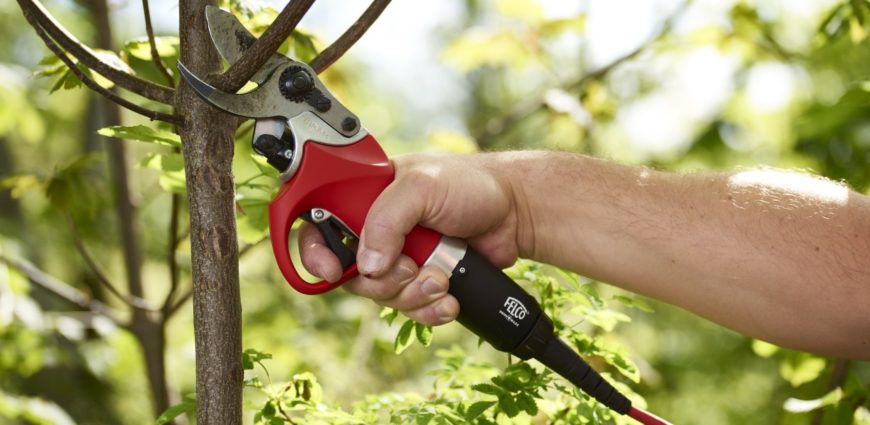 taille des oliviers FELCO_811_-_ARBORICULTURE