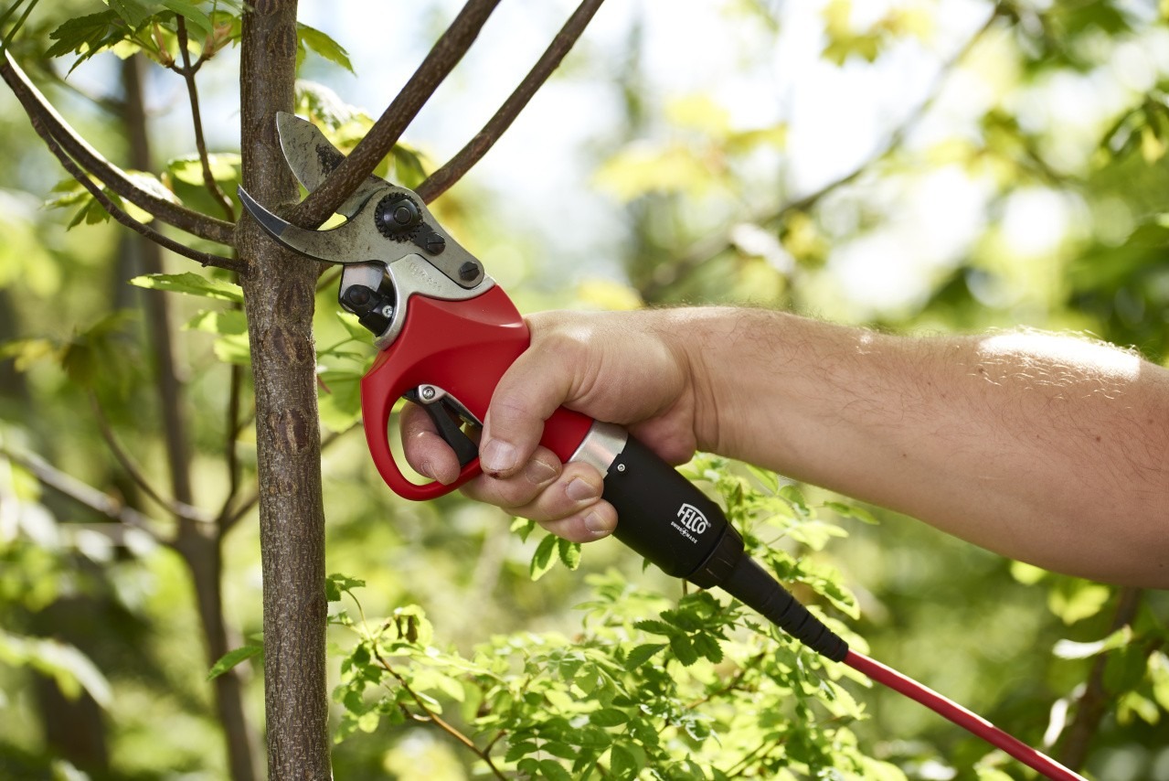 taille des oliviers FELCO_811_-_ARBORICULTURE